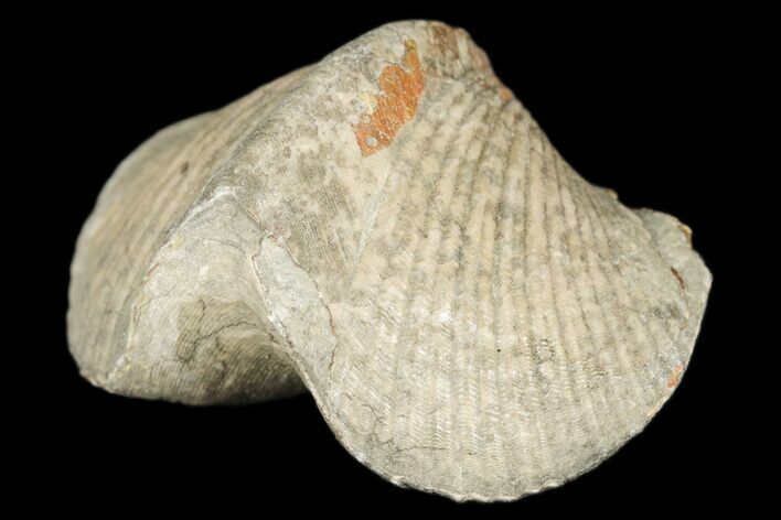 Pyrite Replaced Brachiopod (Paraspirifer) Fossil - Ohio #189160